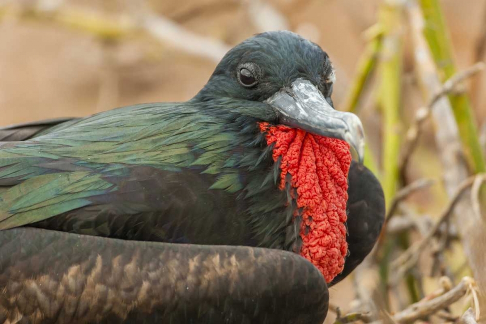 Ecuador, Galapagos NP Male great Frigatebird